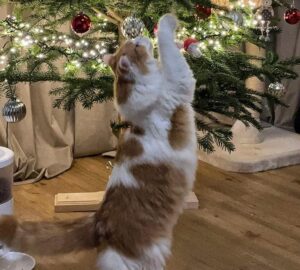 patrik-gajdos-kocour-vanoce